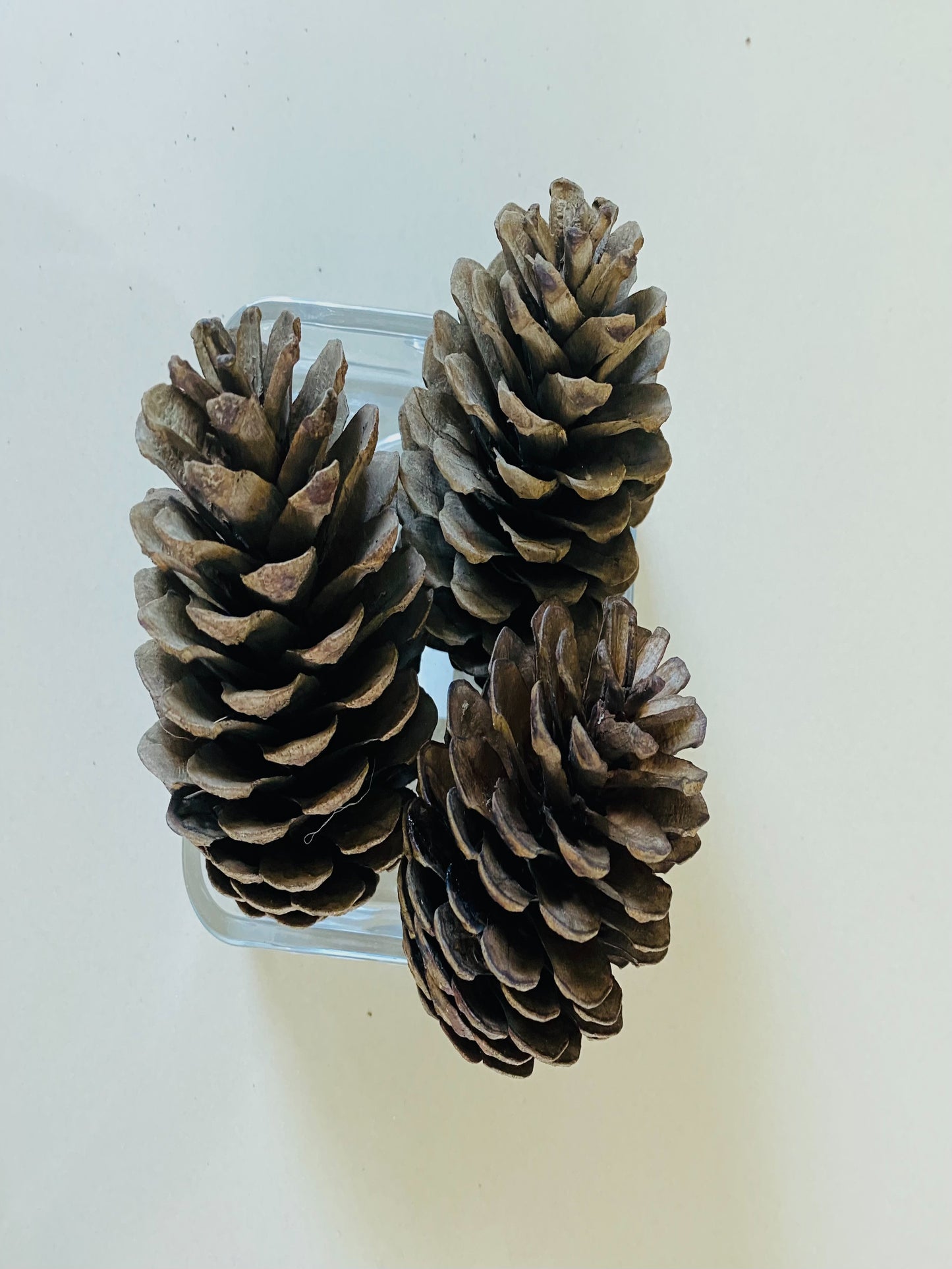 Pine cones